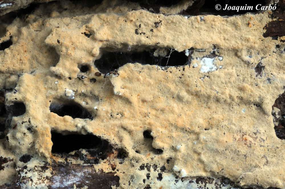 Hyphodontia alienata? (Amphinema byssoides)